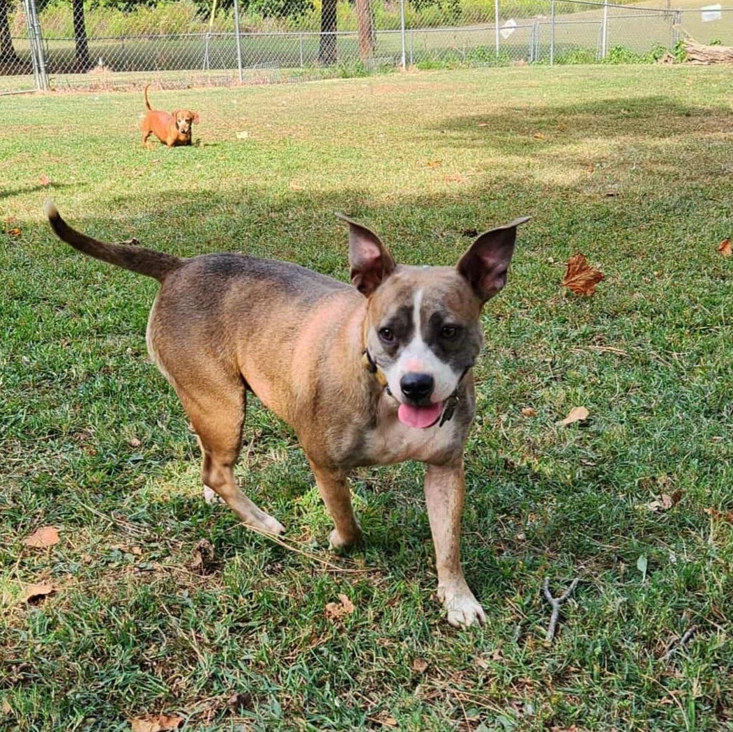 Enlarge Lilly, a ADOPTABLE mixed breed in Medfield, MA image 2/3