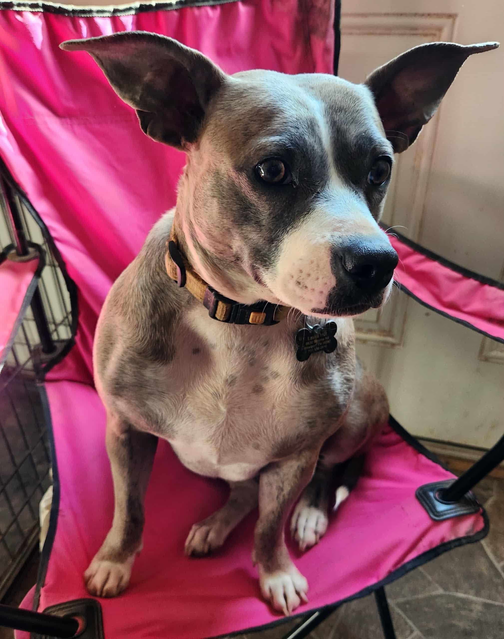 Lilly, ADOPTABLE, Young Female Bulldog & Australian Cattle Dog / Blue Heeler.