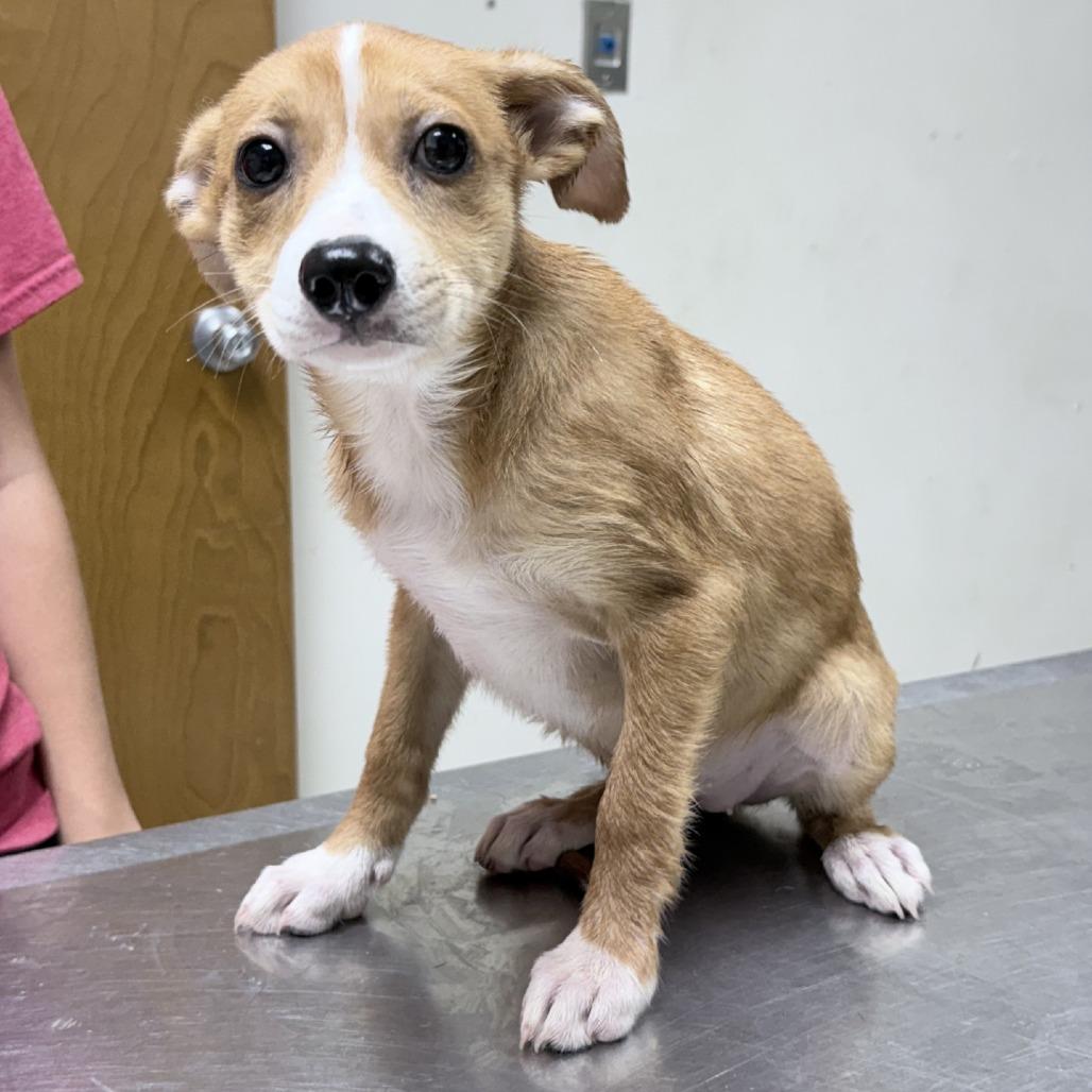 Ziti-4410, Adoptable, Puppy Female Spitz & Mixed Breed.