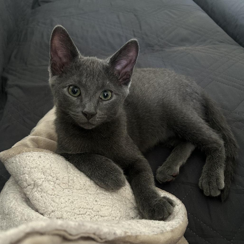 LaMancha, Adoptable, Kitten Male Domestic Short Hair.