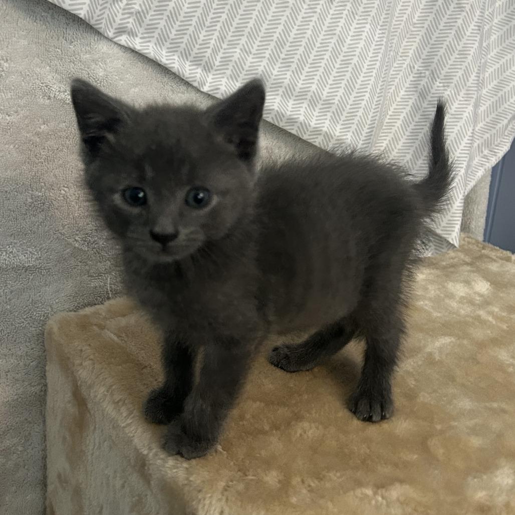 LaMancha, a Adoptable Domestic Short Hair in St. Louis, MO image 2/5