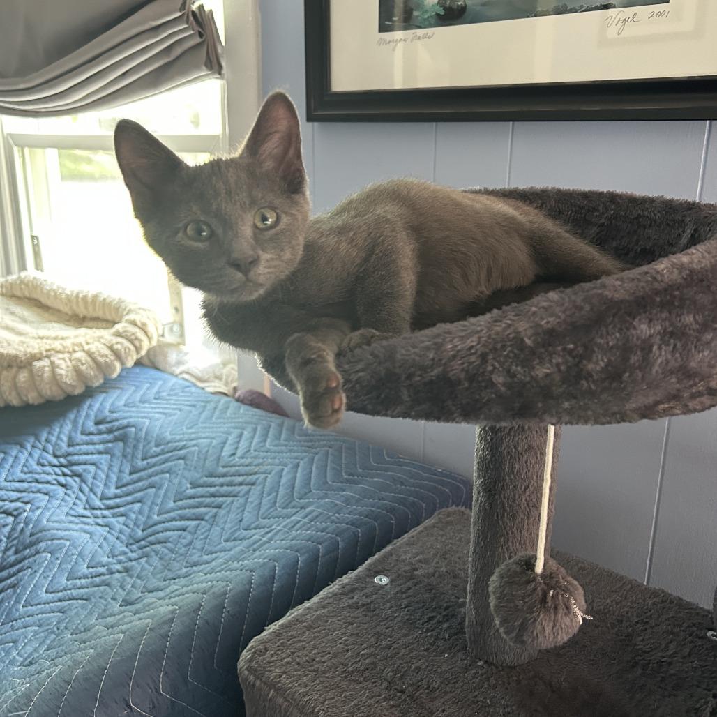 LaMancha, a Adoptable Domestic Short Hair in St. Louis, MO image 3/5
