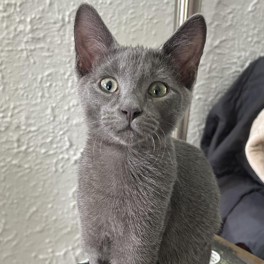 LaMancha, a Adoptable Domestic Short Hair in St. Louis, MO image 4/5