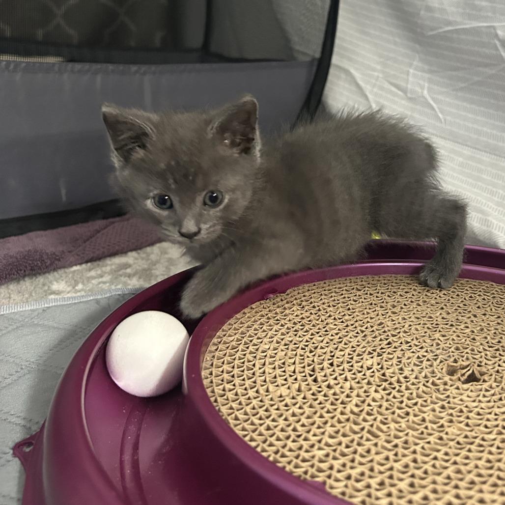 LaMancha, a Adoptable Domestic Short Hair in St. Louis, MO image 5/5