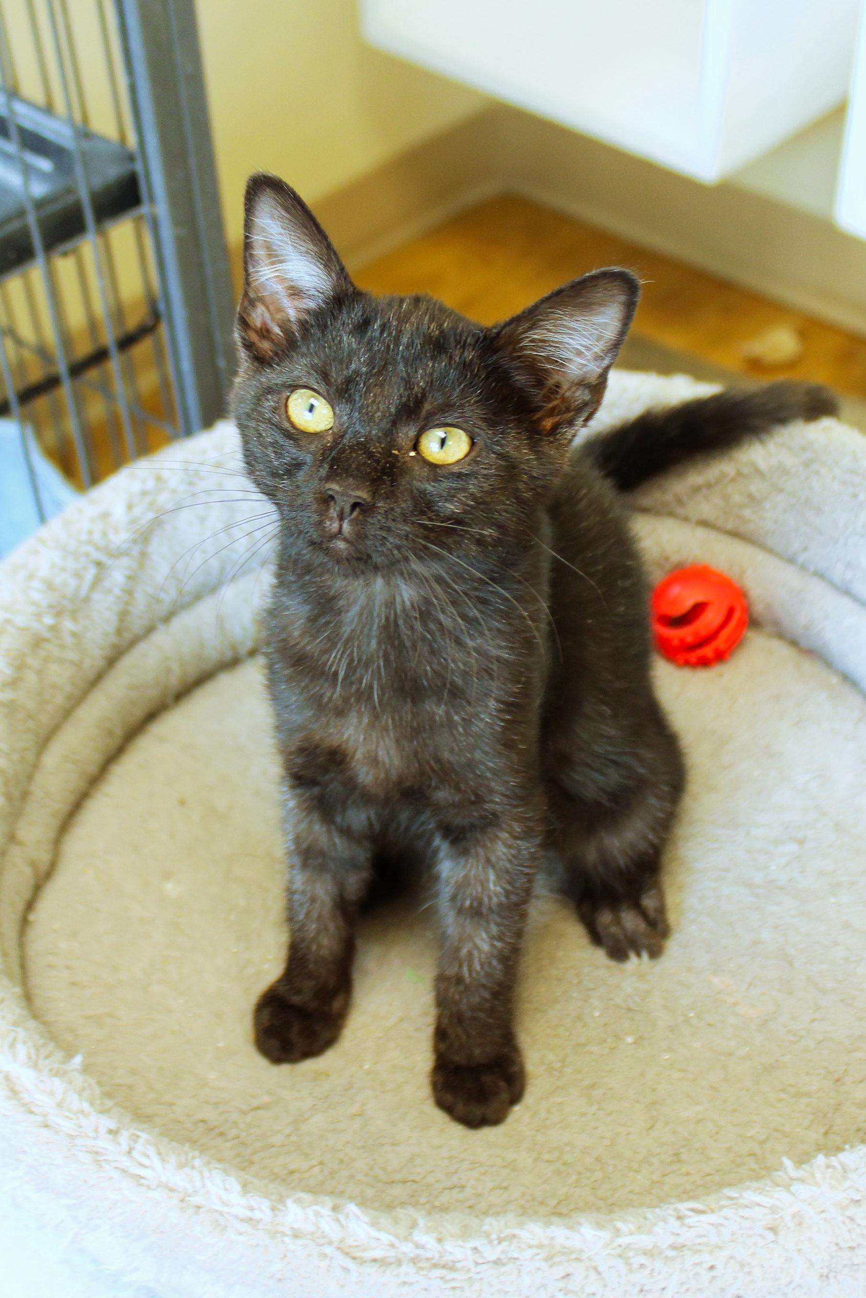 Enlarge Ramis, a Adopted mixed breed in Urbana, OH image 6/6