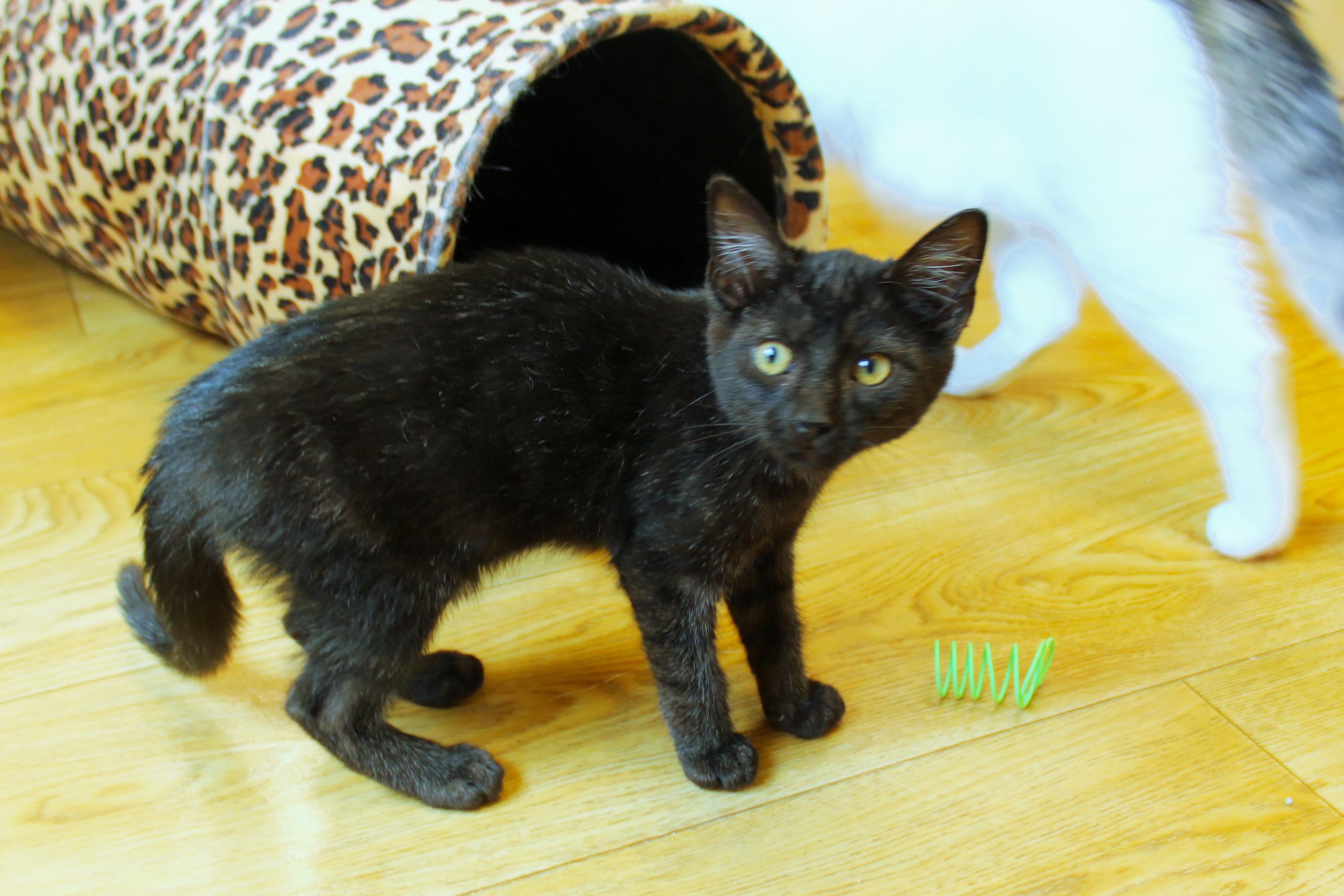 Enlarge Ramis, a Adopted mixed breed in Urbana, OH image 4/6