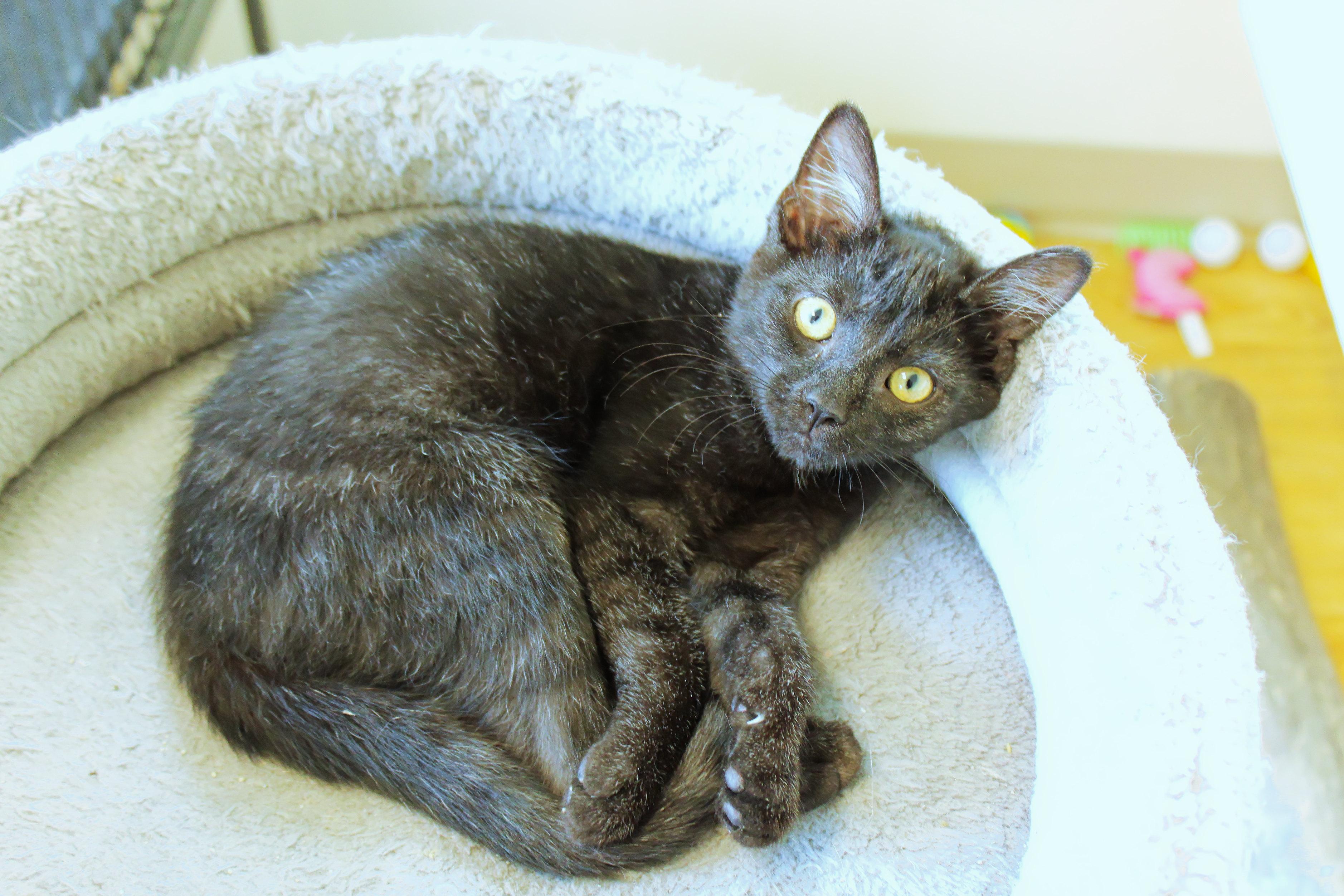Enlarge Ramis, a Adopted mixed breed in Urbana, OH image 2/6