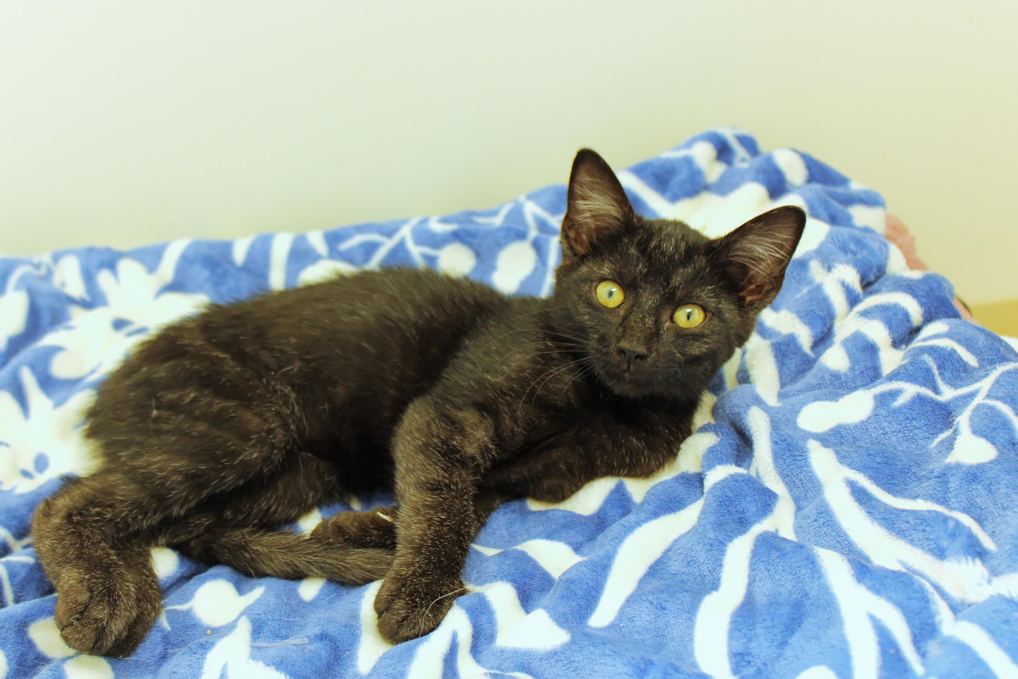 Enlarge Ramis, a Adopted mixed breed in Urbana, OH image 1/6