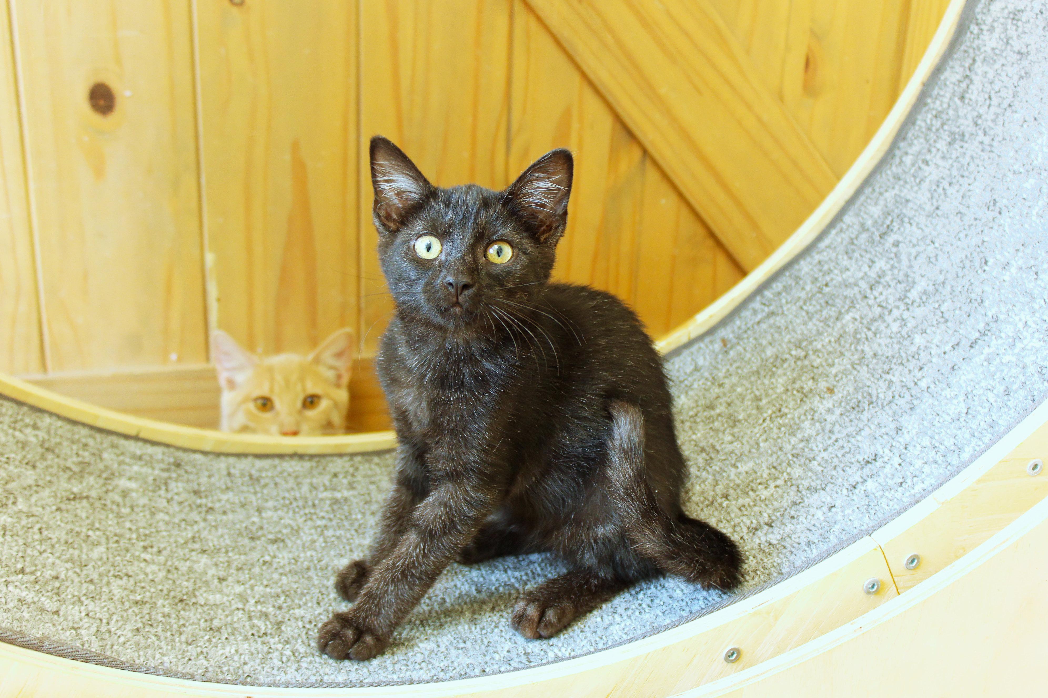 Enlarge Ramis, a Adopted mixed breed in Urbana, OH image 3/6