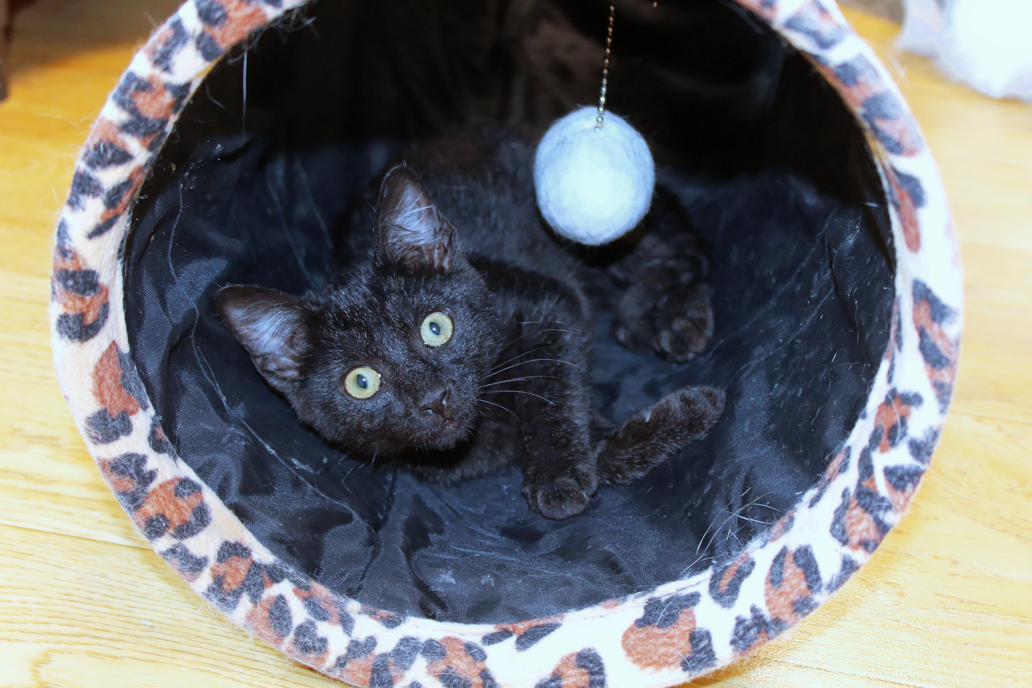 Enlarge Ramis, a Adopted mixed breed in Urbana, OH image 5/6