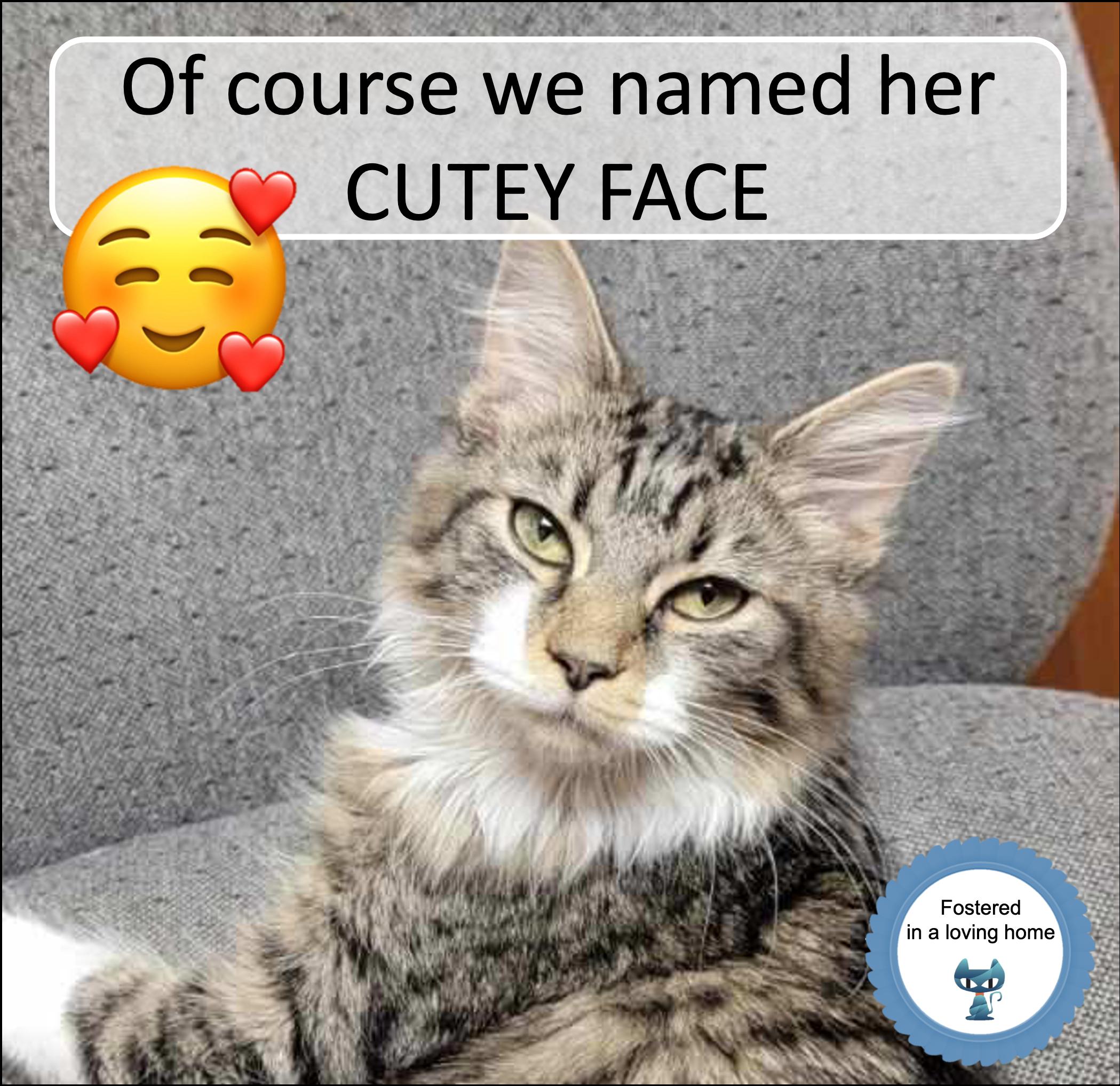 Enlarge Cutey Face, an adopted Domestic Medium Hair in Cincinnati, OH image 1/2