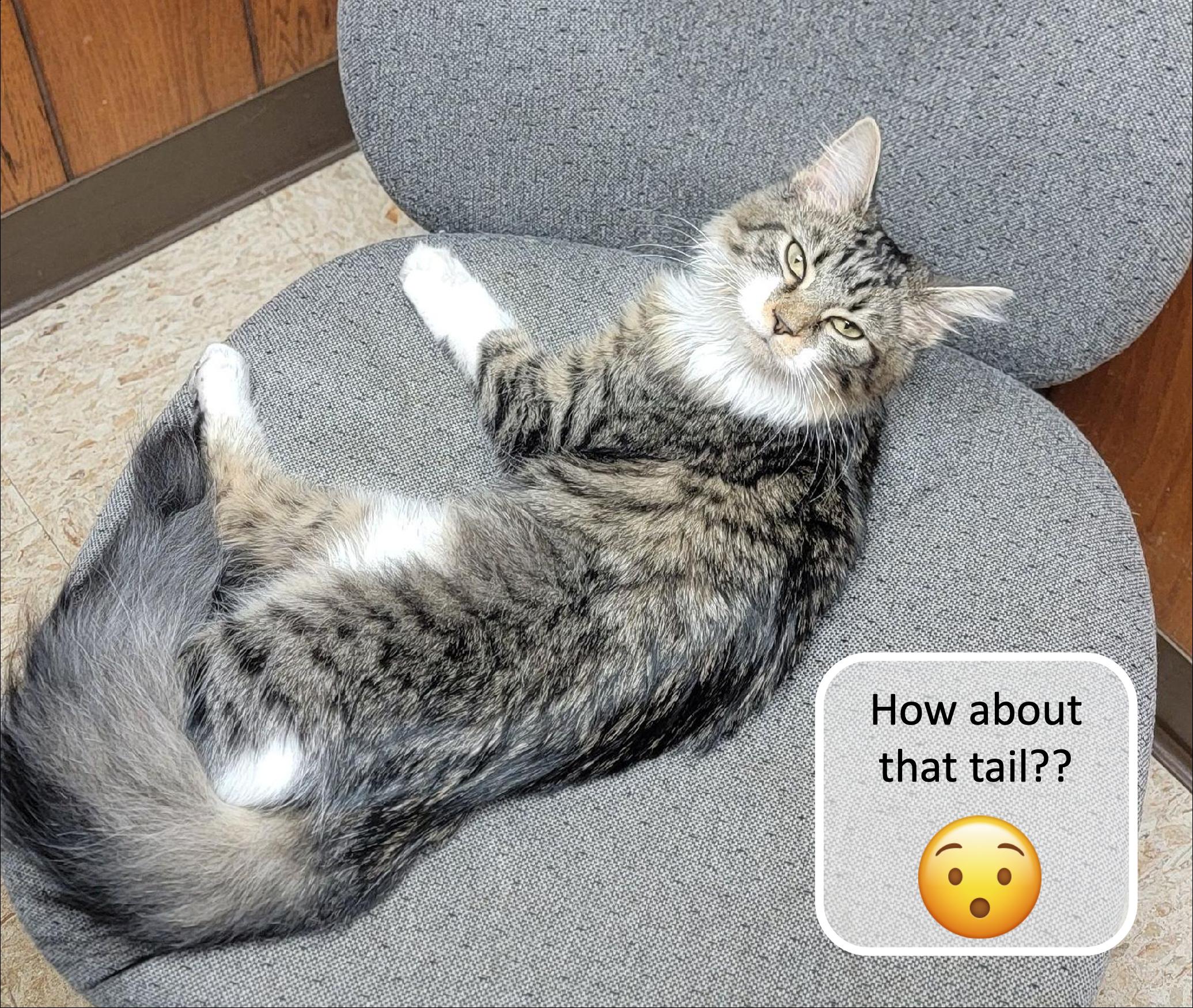 Enlarge Cutey Face, an adopted Domestic Medium Hair in Cincinnati, OH image 2/2