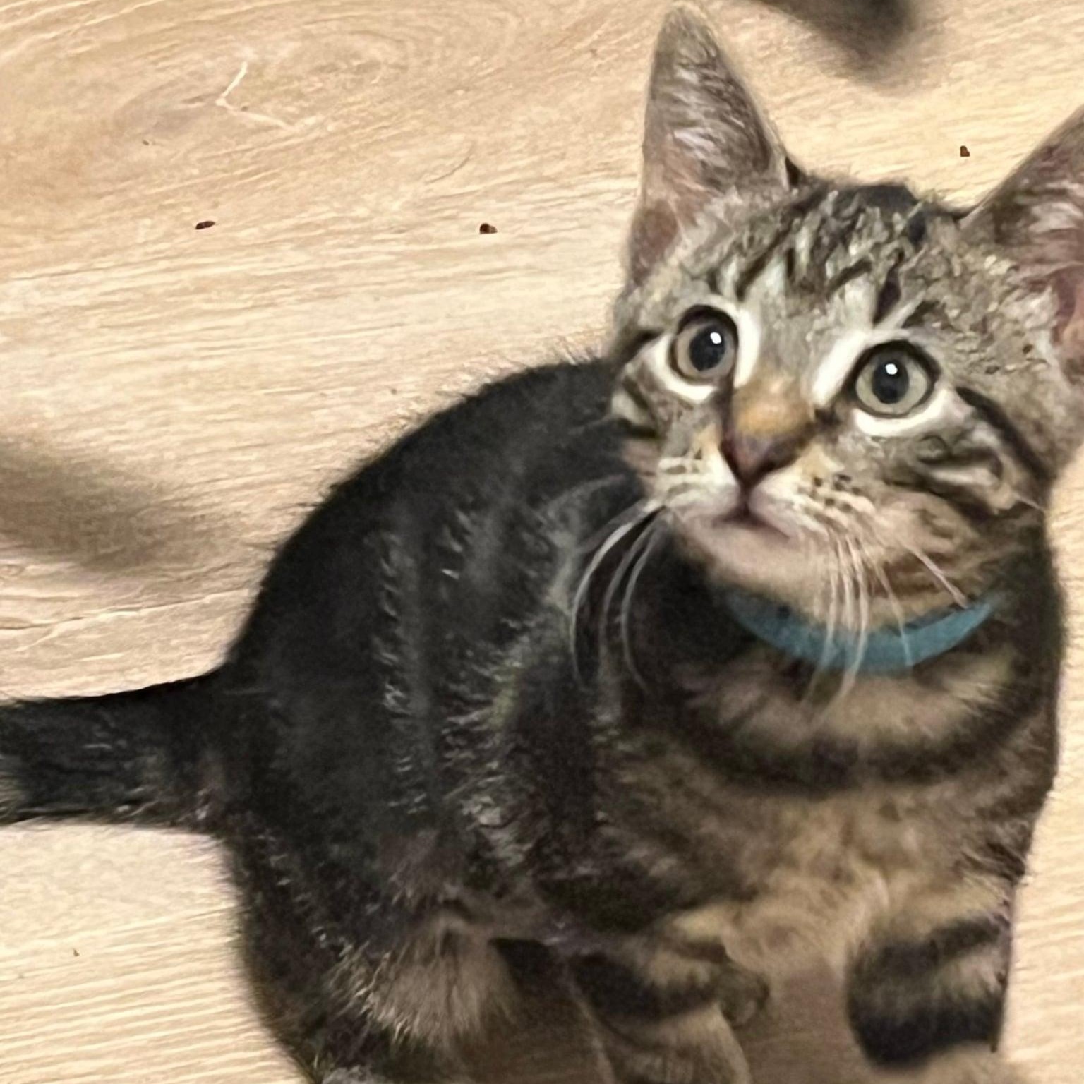 Comet, ADOPTABLE, Kitten Female Tabby.