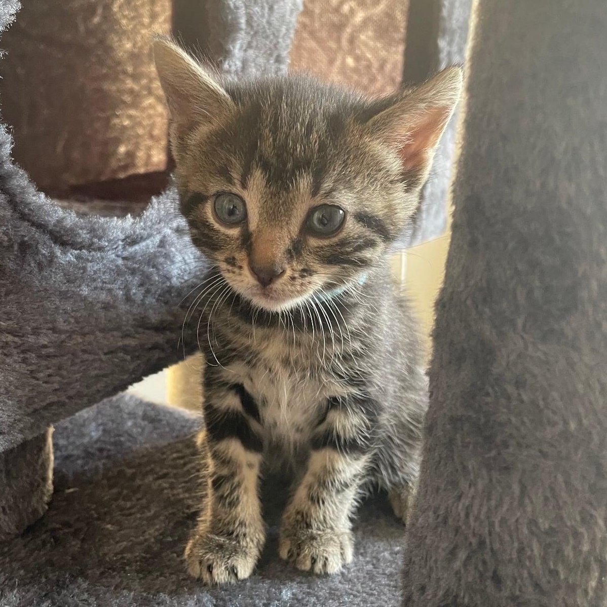 Comet, a ADOPTABLE Tabby in Kentwood, MI image 2/2