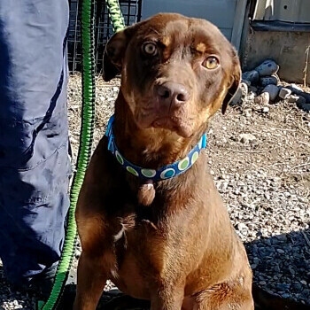 Chaco, Adoptable, Adult Male Pit Bull Terrier & Chocolate Labrador Retriever.