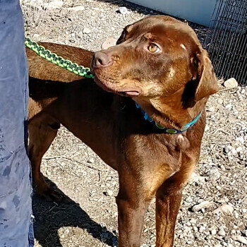 Chaco, a Adoptable mixed breed in Millville, UT image 2/9