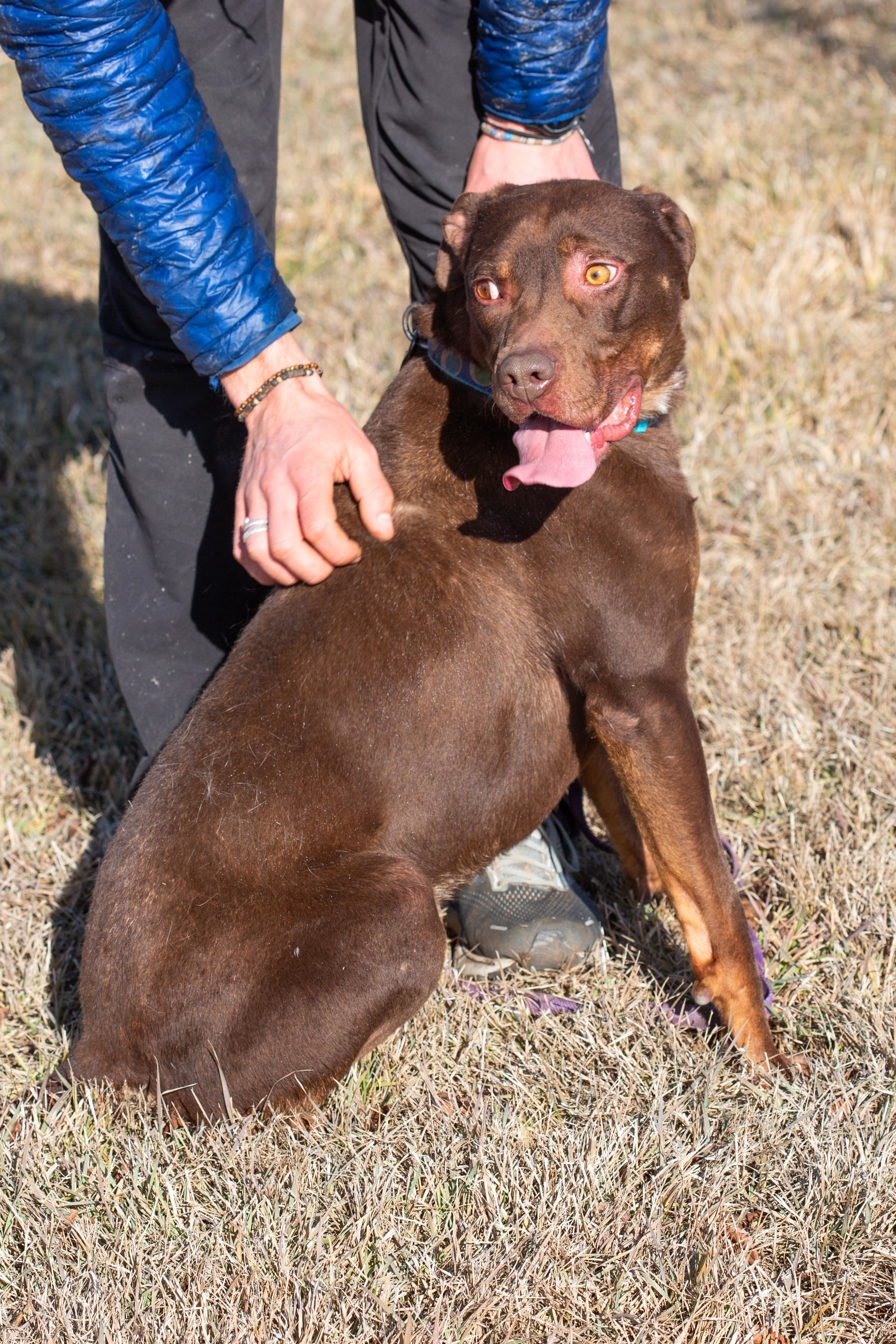 Chaco, a Adoptable mixed breed in Millville, UT image 3/9