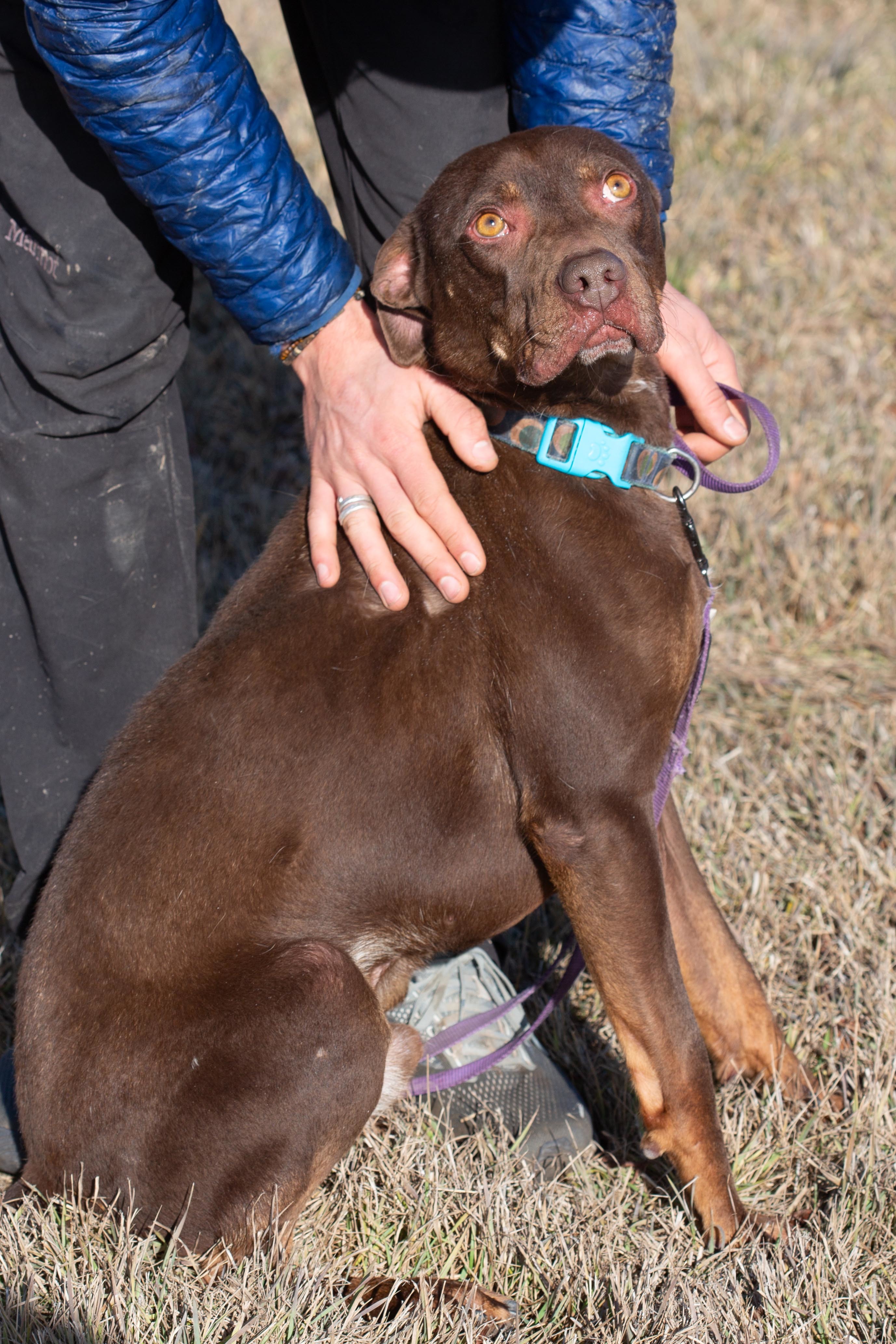 Chaco, a Adoptable mixed breed in Millville, UT image 4/9