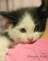 Enlarge Zoey, a Adopted mixed breed in Hastings, NE image 1/1