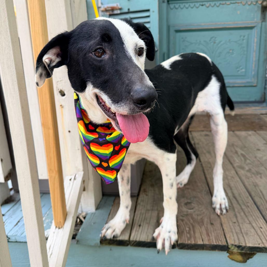 Enlarge Bailey, a Adoptable mixed breed in New Orleans, LA image 5/6