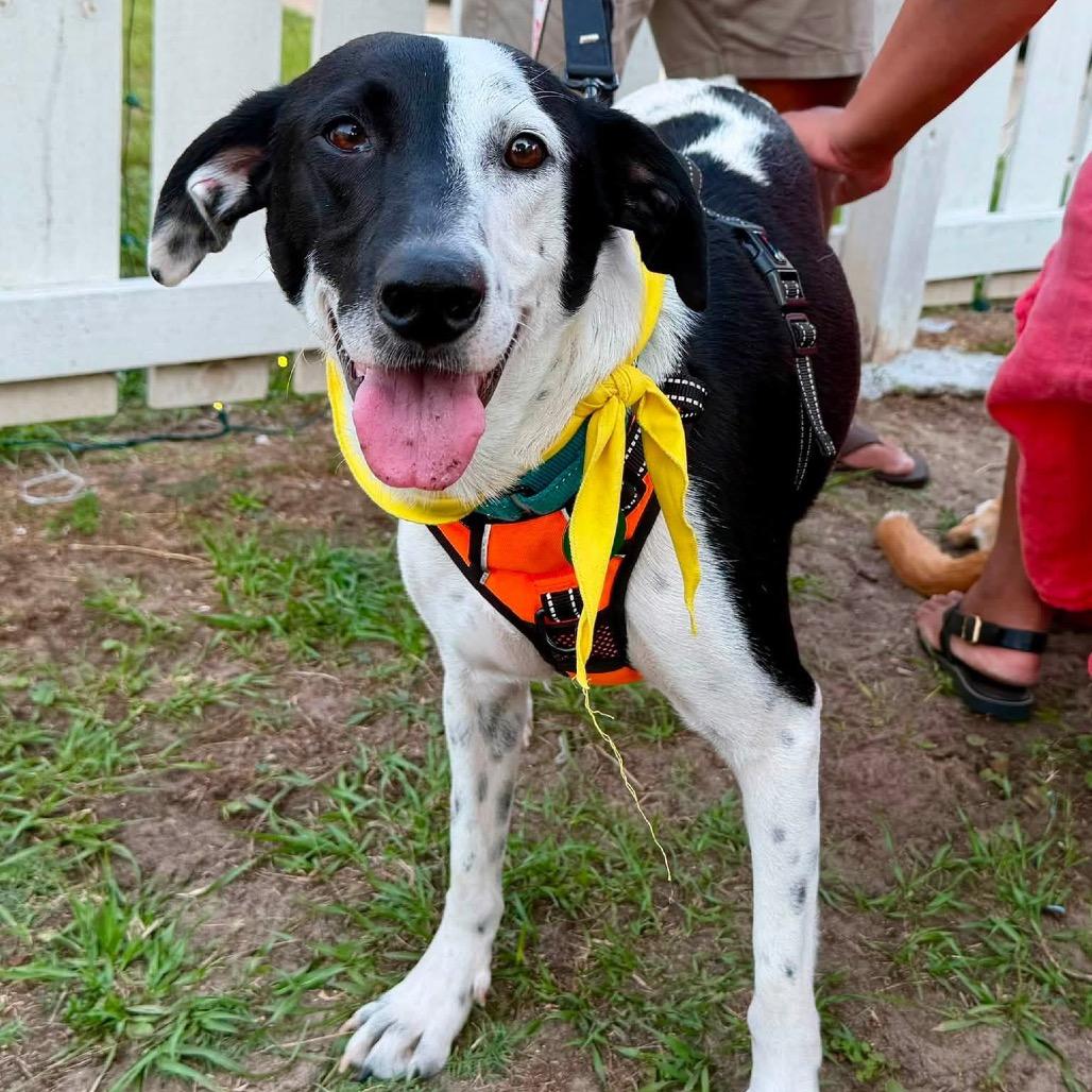 Enlarge Bailey, a Adoptable mixed breed in New Orleans, LA image 2/6