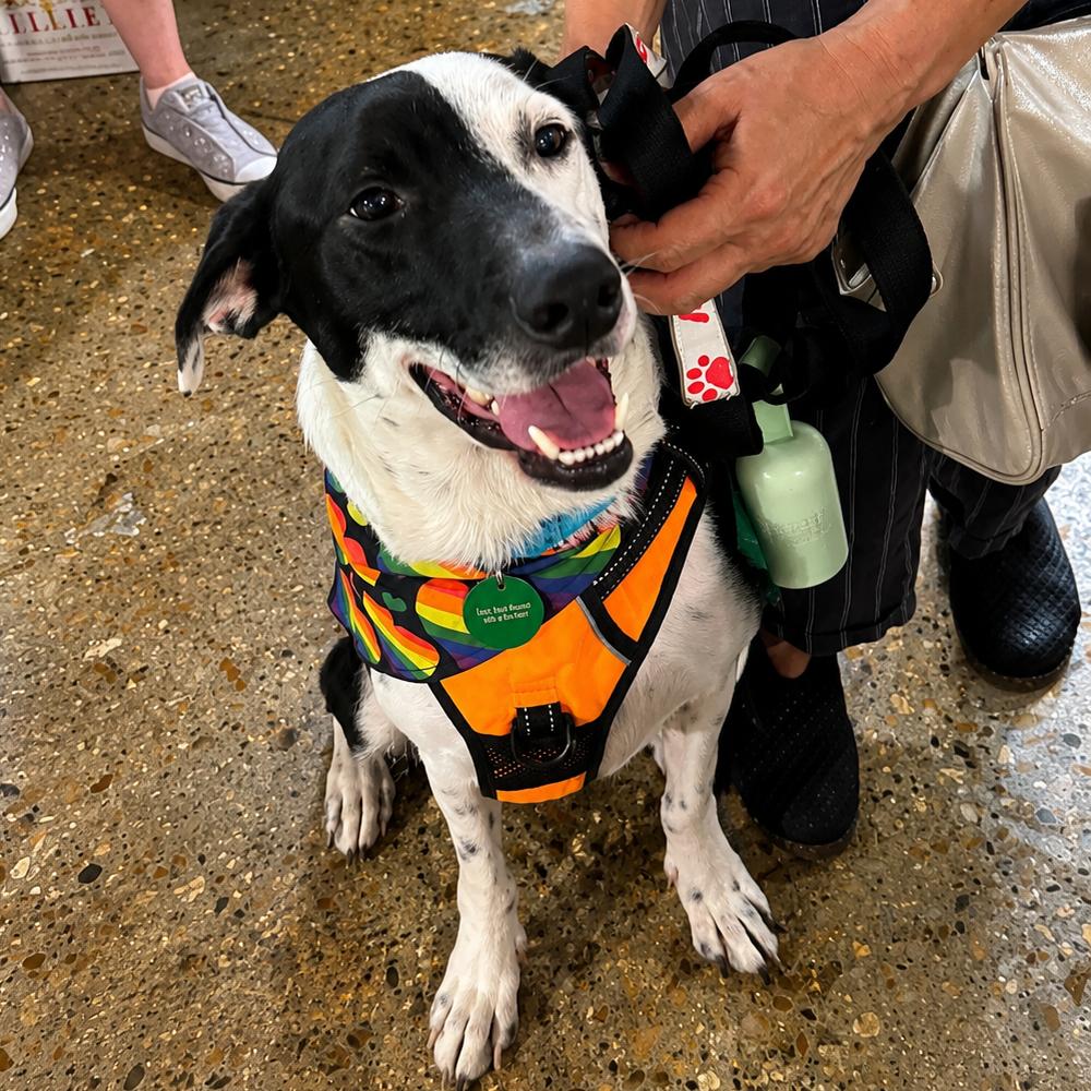 Enlarge Bailey, a Adoptable mixed breed in New Orleans, LA image 3/6