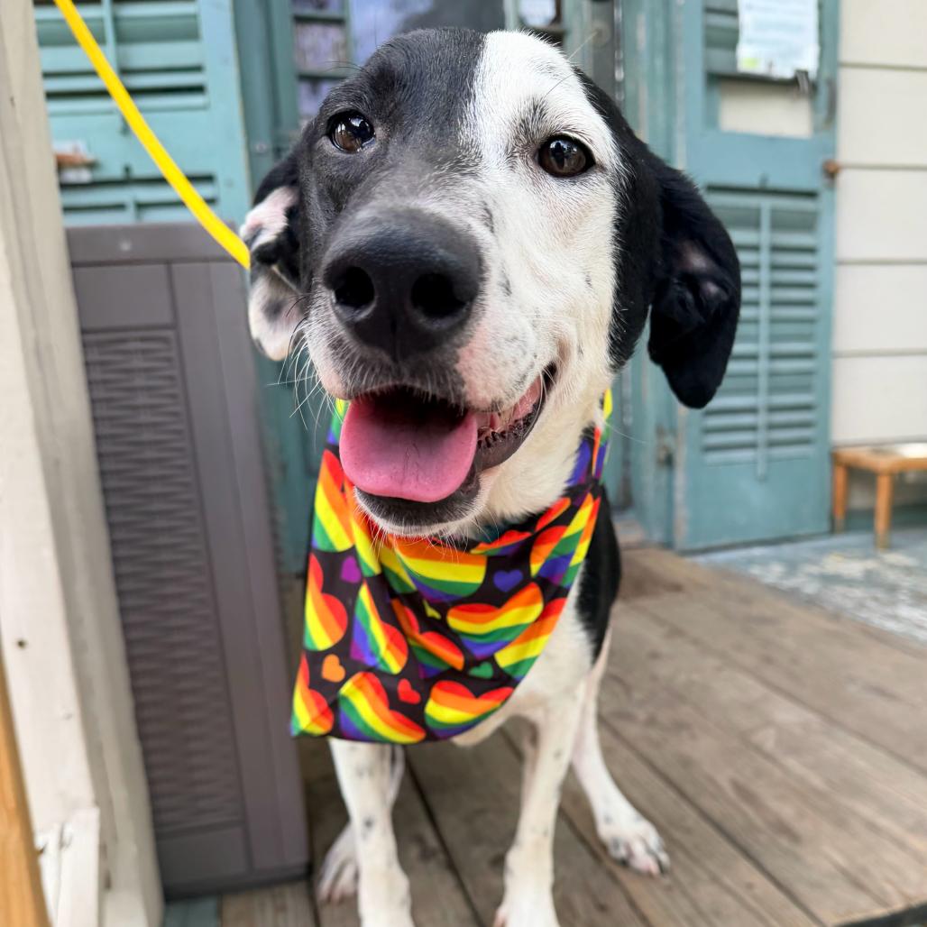 Enlarge Bailey, a Adoptable mixed breed in New Orleans, LA image 6/6