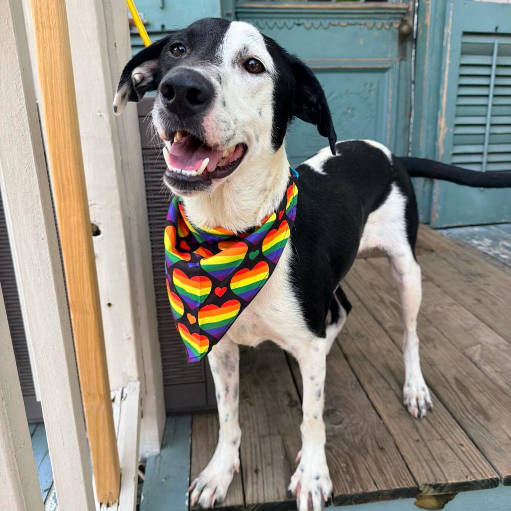 Bailey, Adoptable, Adult Female Collie & Labrador Retriever.