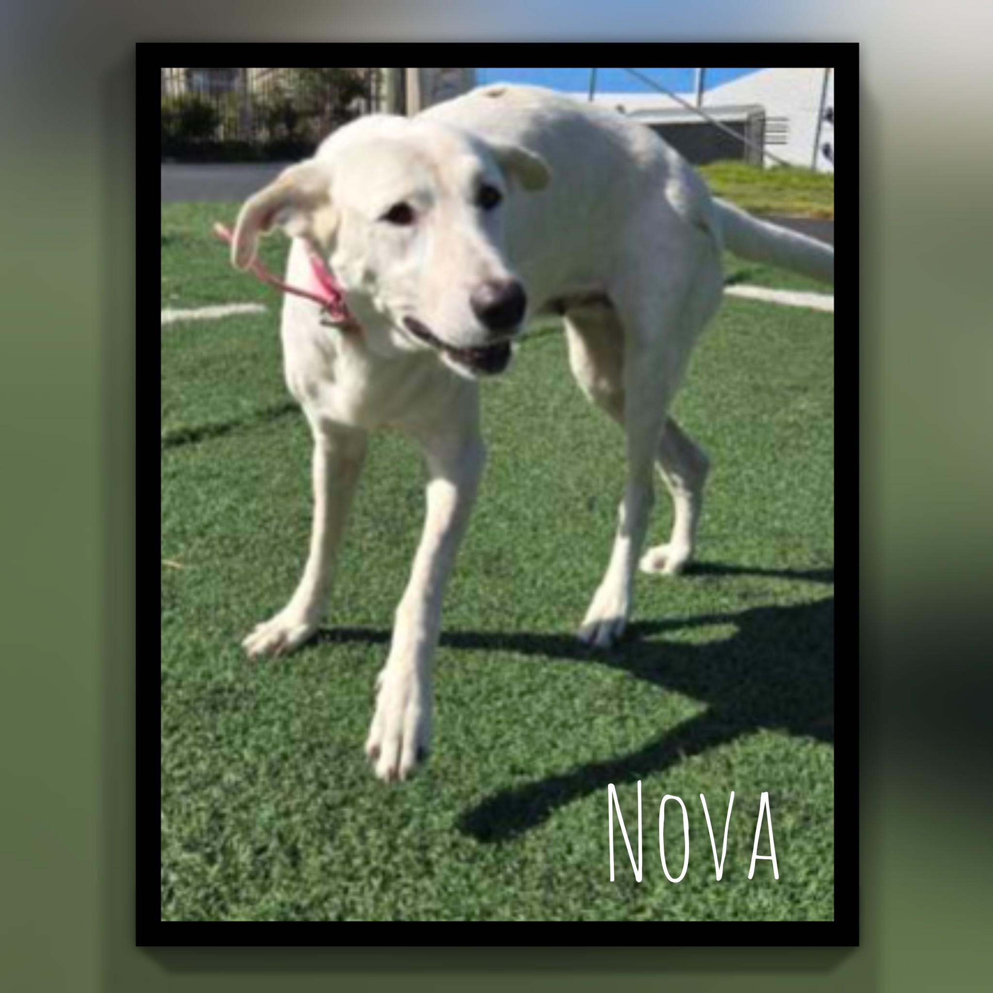 Enlarge Nova, a Adoptable mixed breed in Fredericksburg, VA image 4/6