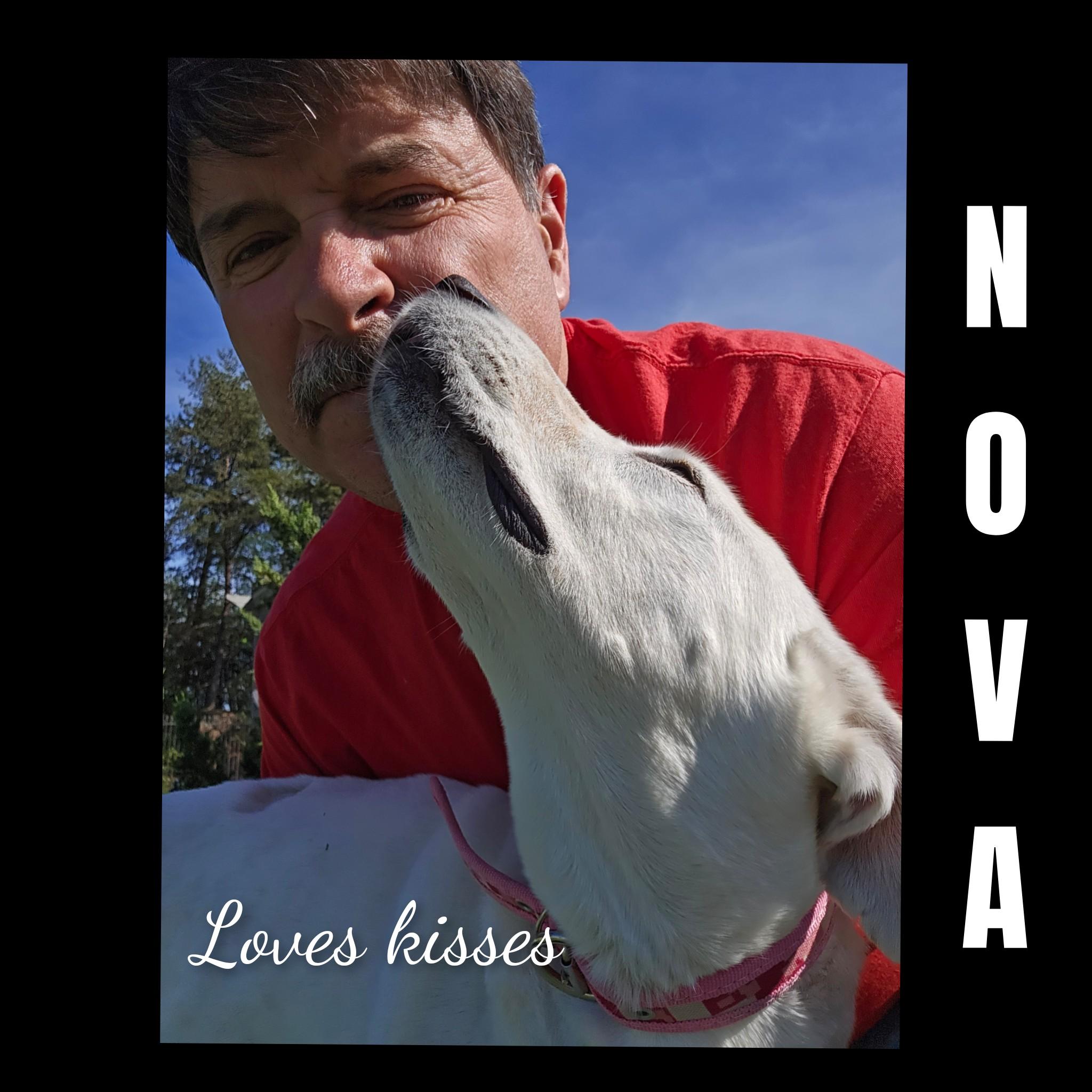 Enlarge Nova, a Adoptable mixed breed in Fredericksburg, VA image 5/6