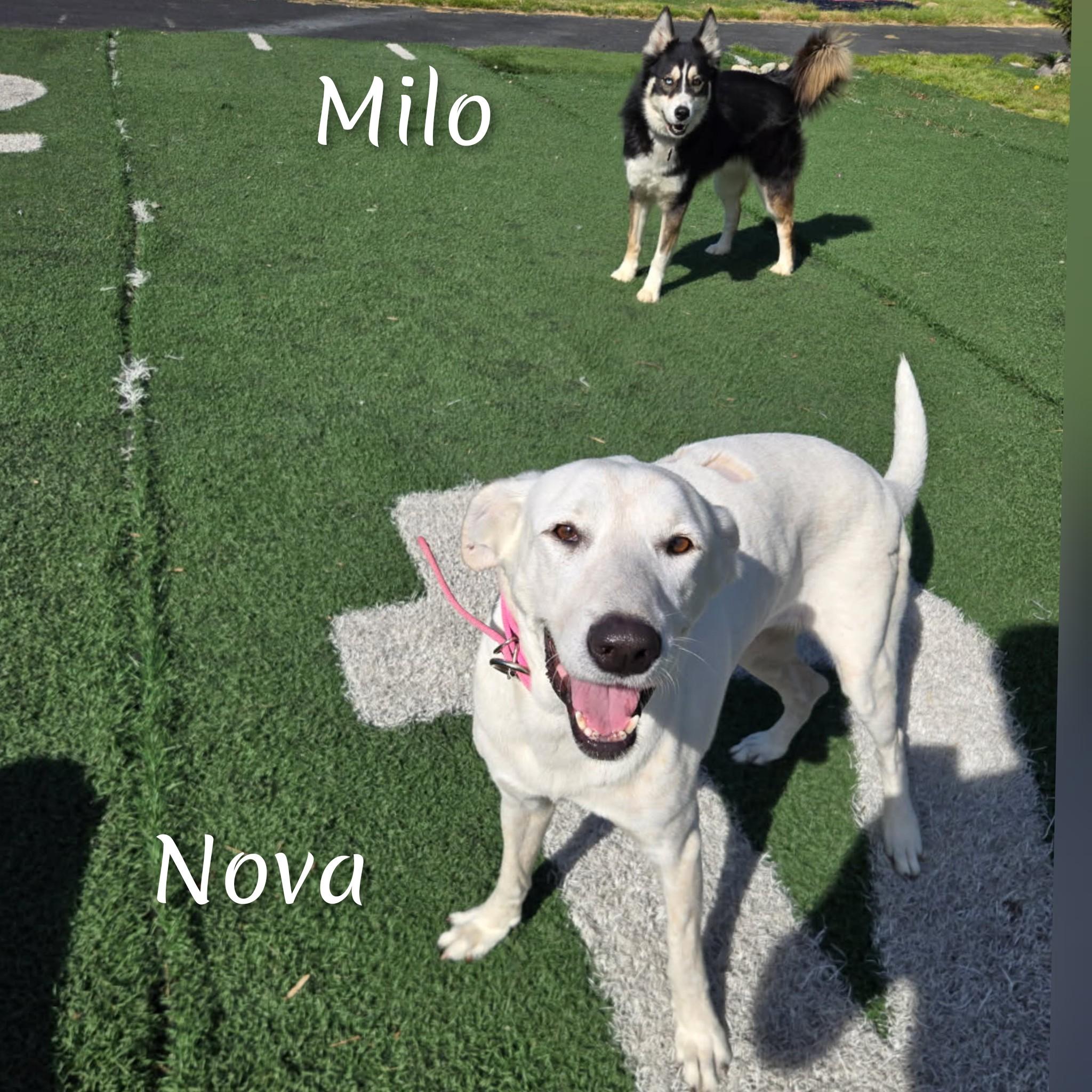 Enlarge Nova, a Adoptable mixed breed in Fredericksburg, VA image 6/6