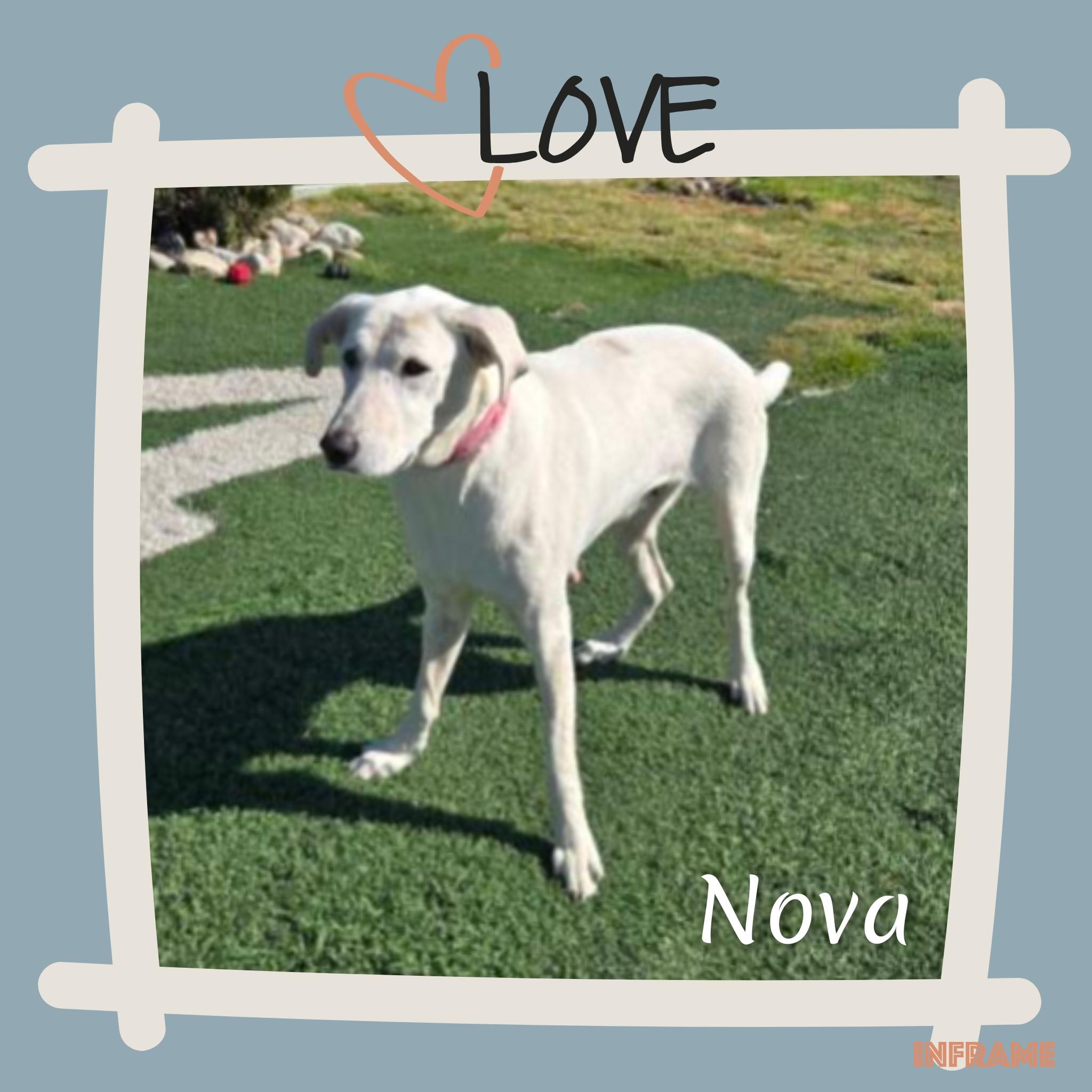 Nova, Adoptable, Adult Female Labrador Retriever & Great Pyrenees.