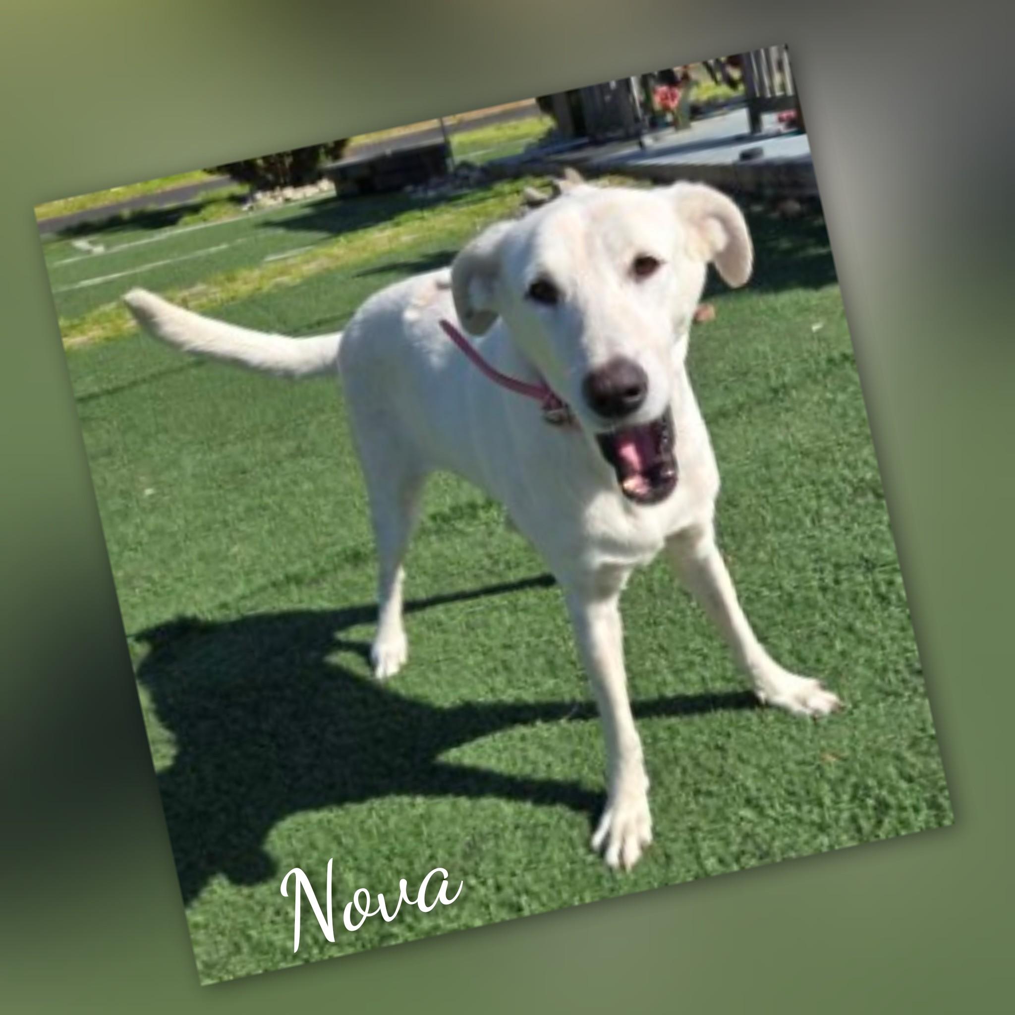 Enlarge Nova, a Adoptable mixed breed in Fredericksburg, VA image 3/6