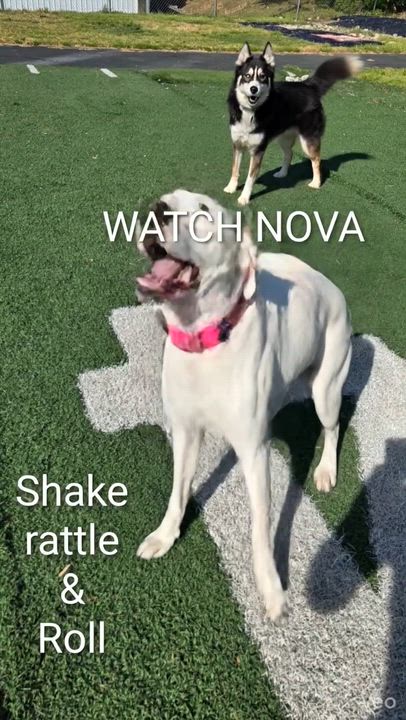 Enlarge Nova, a Adoptable mixed breed in Fredericksburg, VA video 2/6