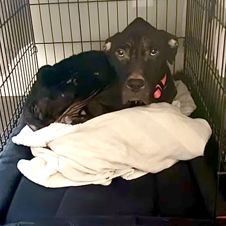 Doc Holliday thumbnail 2