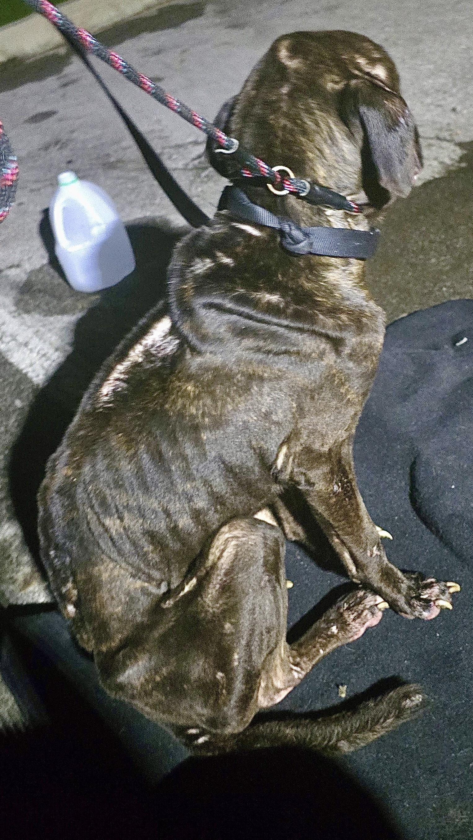 Doc Holliday thumbnail 3