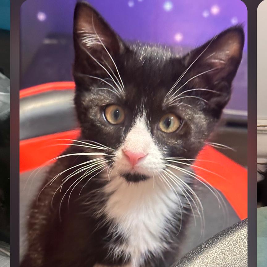 Enlarge Botato, a Adoptable Domestic Short Hair in Layton, UT image 1/1