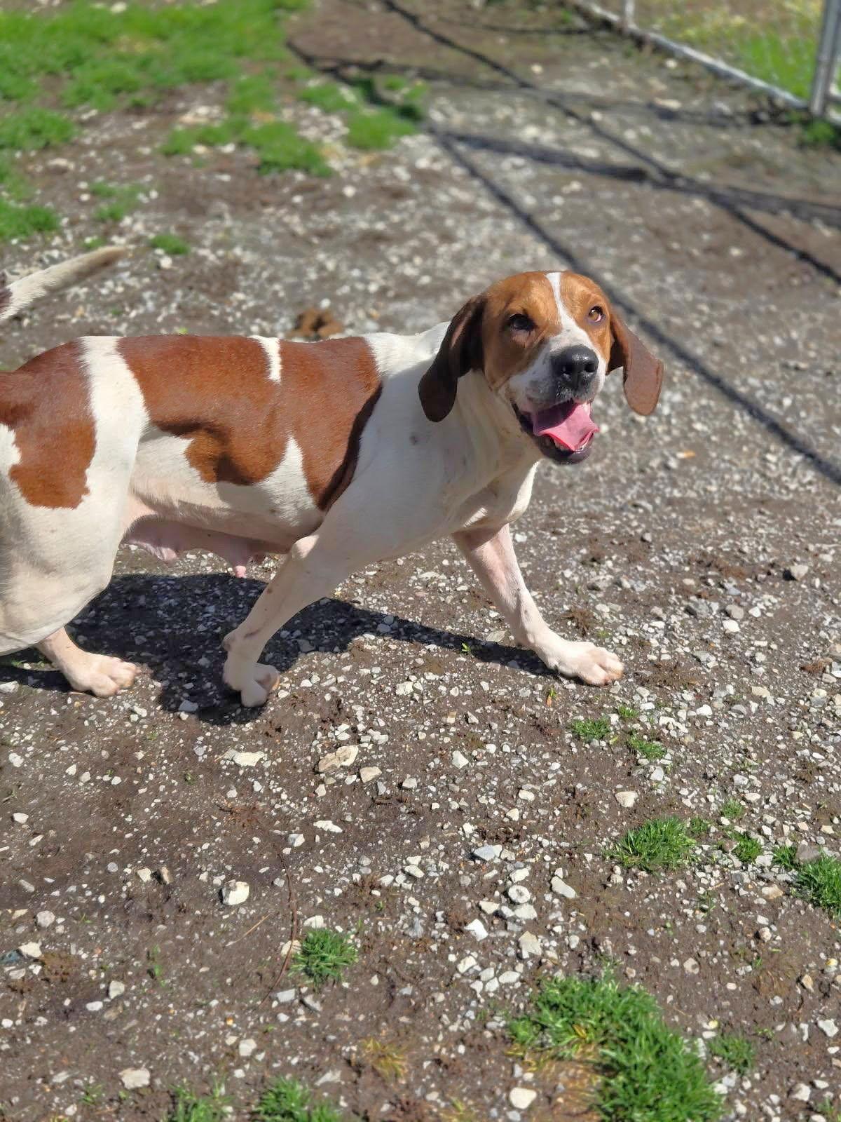 Spice, Adoptable, Young Female Mixed Breed.