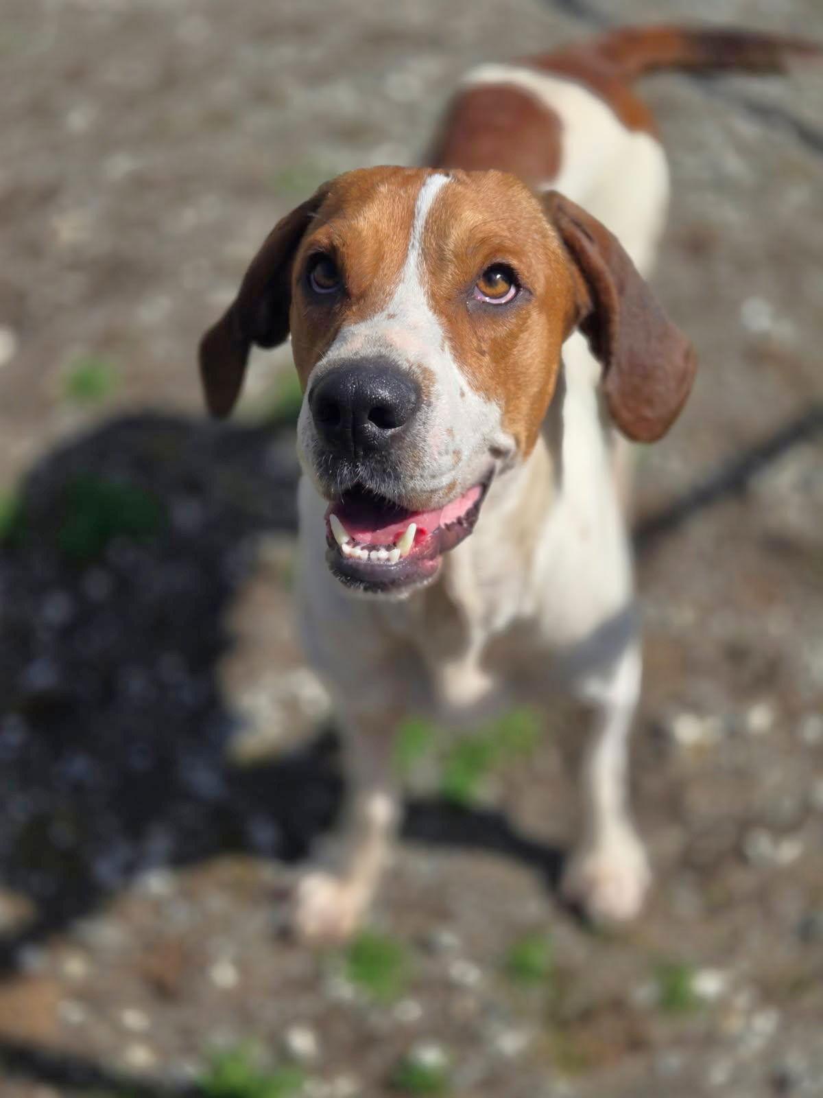 Enlarge Spice, a Adoptable Mixed Breed in Chatsworth, GA image 2/2
