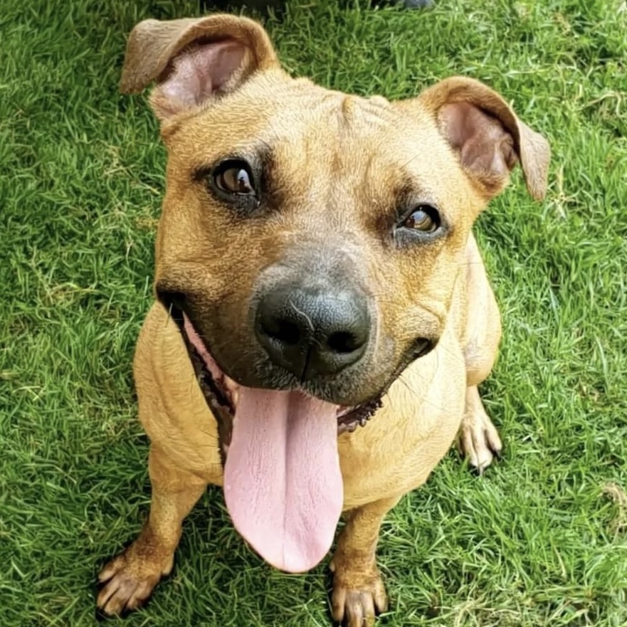 Rhea, a Adoptable mixed breed in Wheeling, IL image 1/5