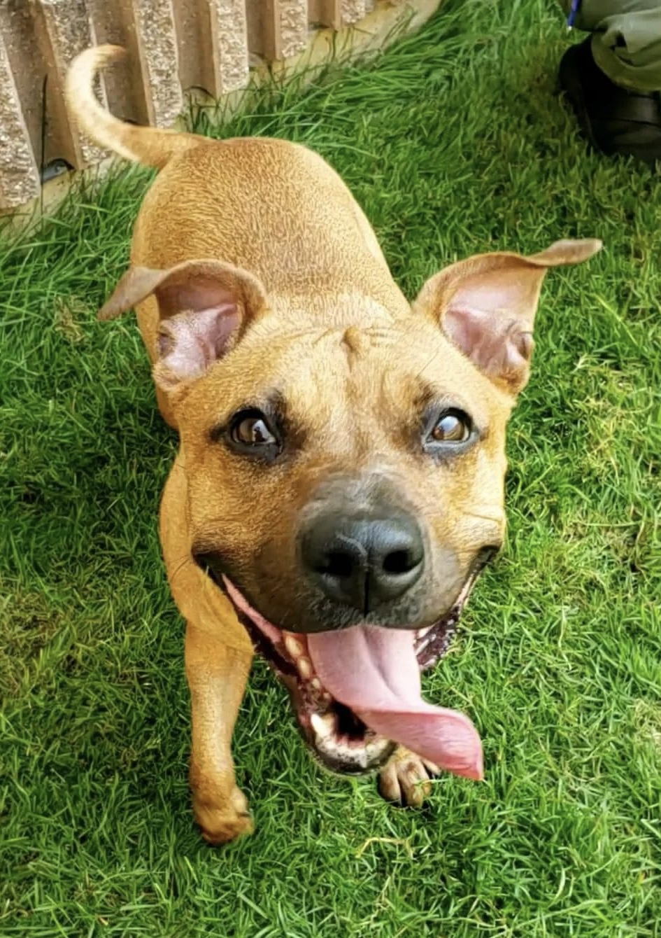 Rhea, a Adoptable mixed breed in Wheeling, IL image 3/5