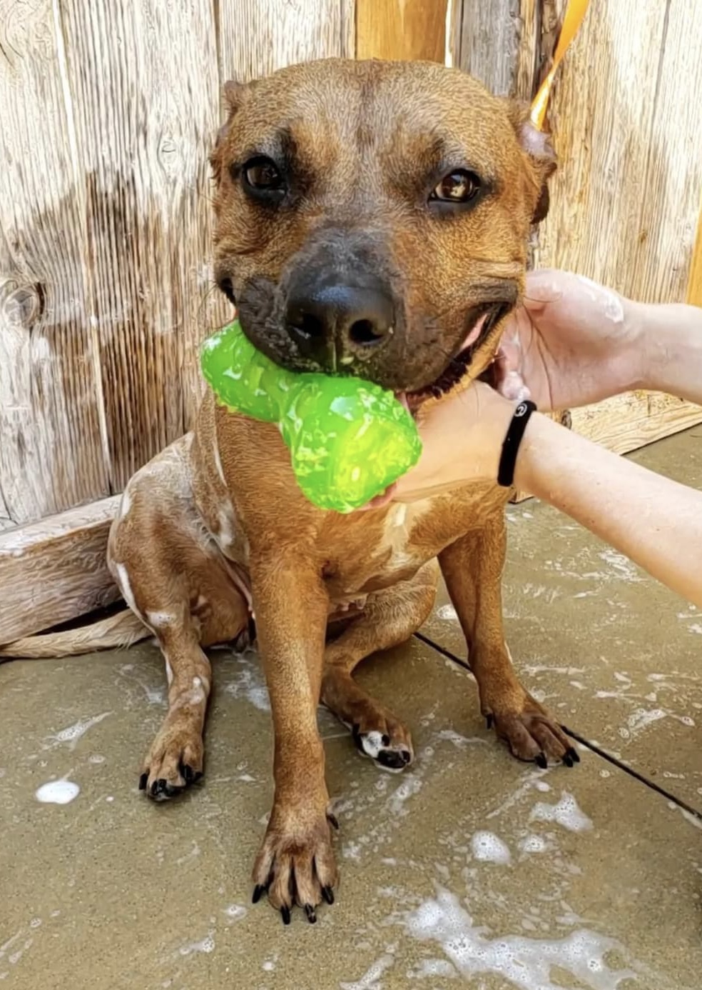 Rhea, a Adoptable mixed breed in Wheeling, IL image 2/5