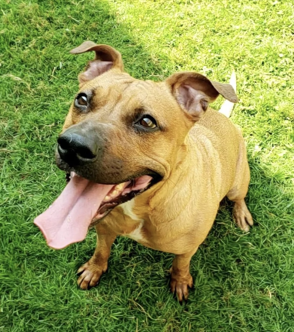 Rhea, a Adoptable mixed breed in Wheeling, IL image 4/5