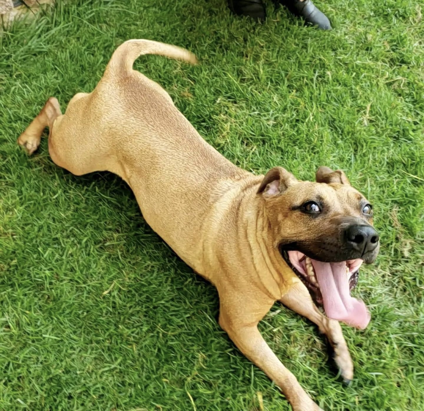 Rhea, a Adoptable mixed breed in Wheeling, IL image 5/5