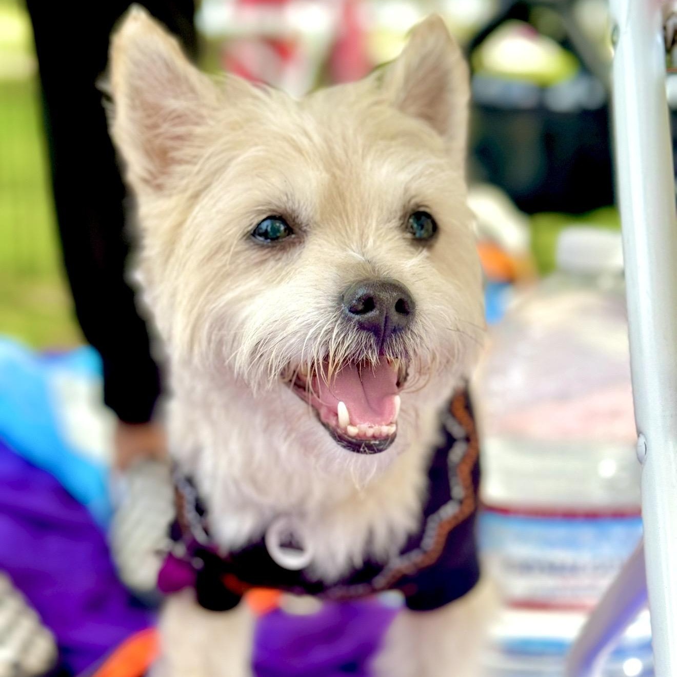 Eli, ADOPTABLE, Adult Male West Highland White Terrier / Westie & Cairn Terrier.