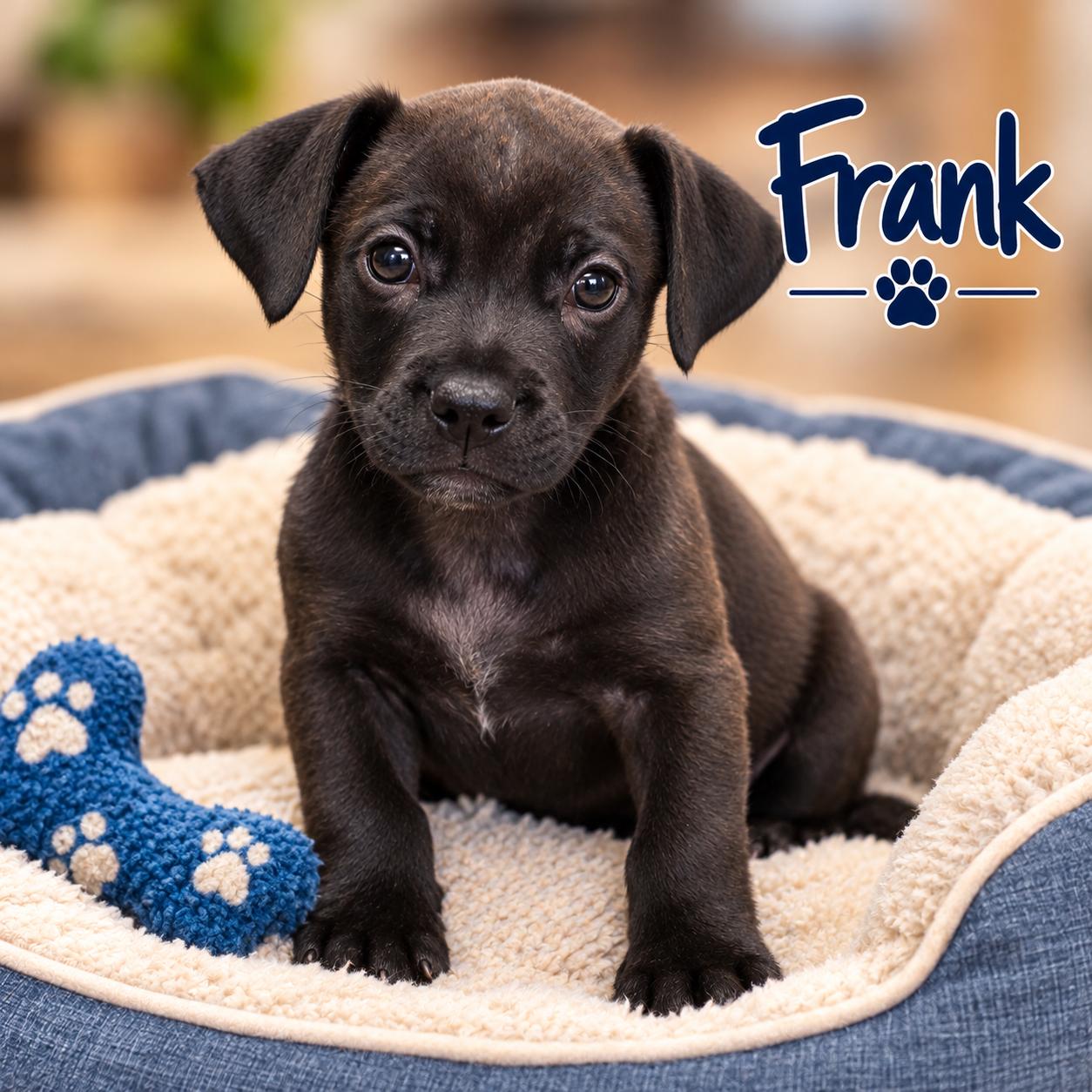 Frank, Adoptable, Puppy Male Dachshund.