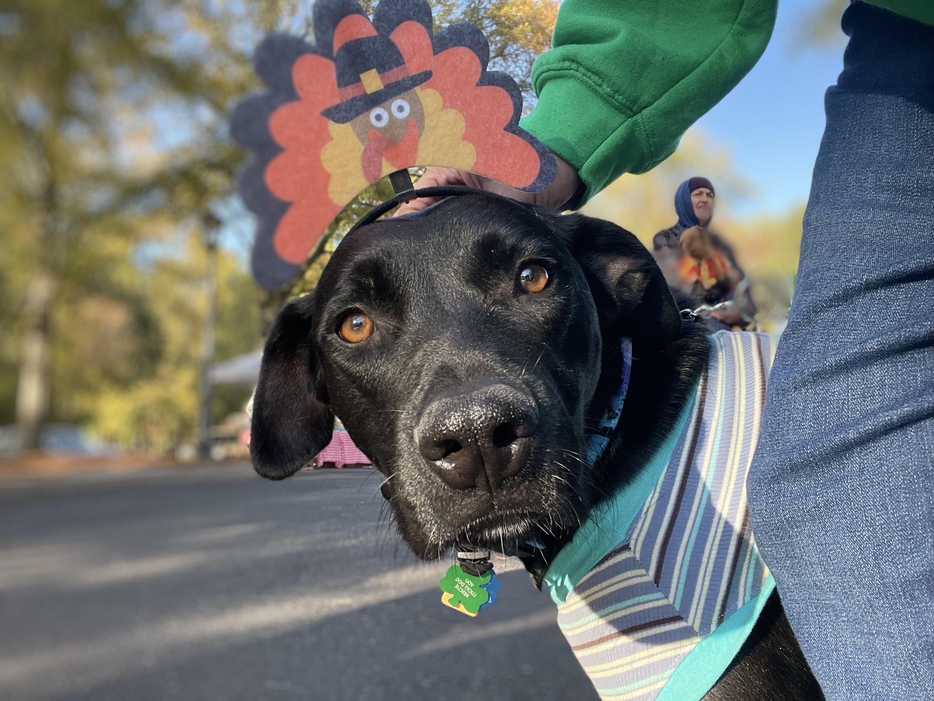 Enlarge SHEA DIANA, an adoptable mixed breed in Alpharetta, GA image 1/6