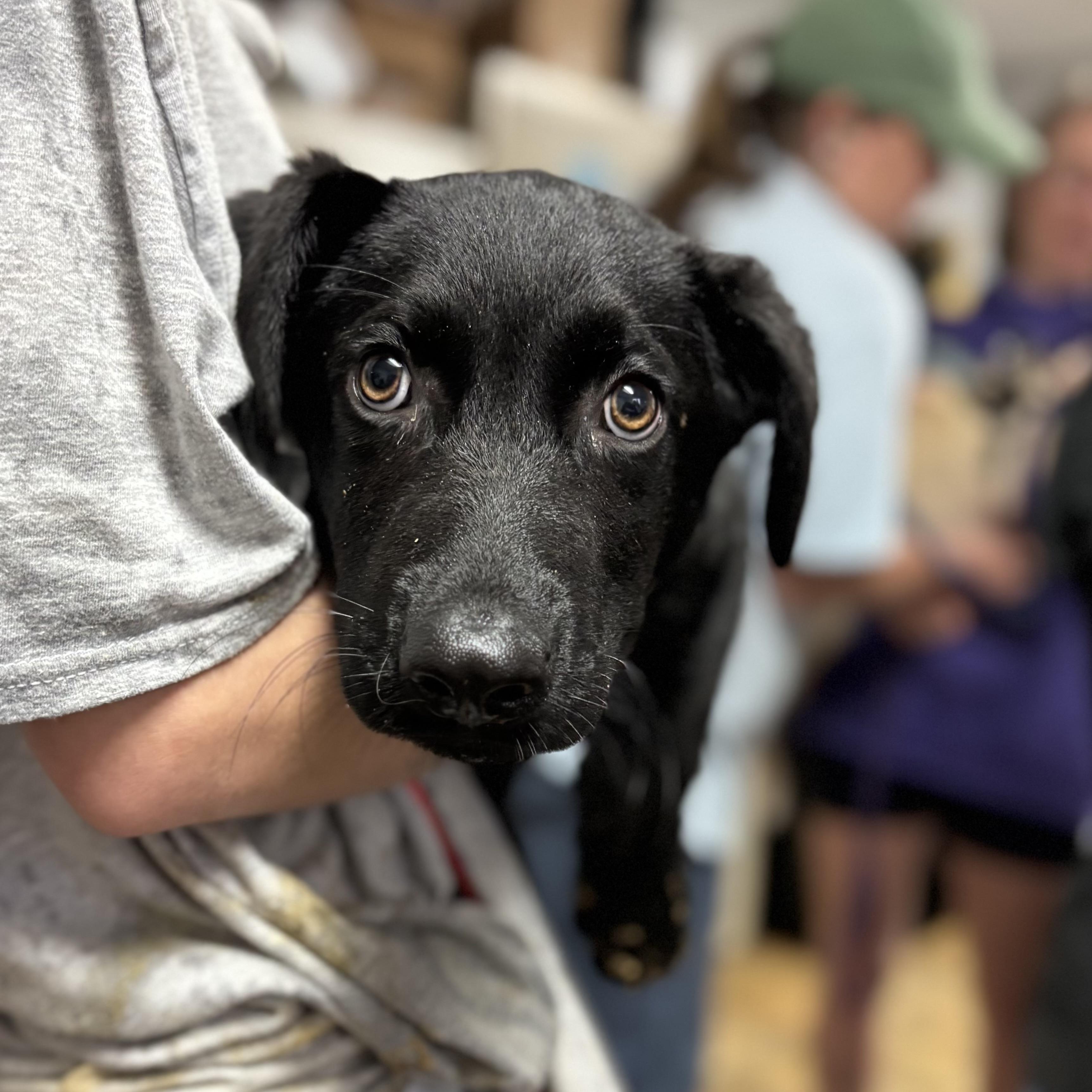 Enlarge Sir Nicholas, an adopted mixed breed in Stowe, VT image 2/4