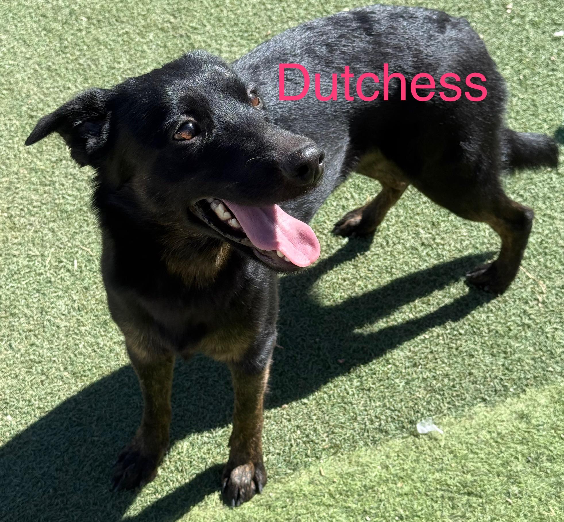 Dutchess, Adoptable, Adult Female Border Collie & Dutch Shepherd.