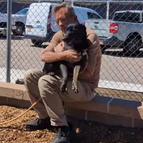 Dutchess, an adopted mixed breed in Albuquerque, NM image 3/4